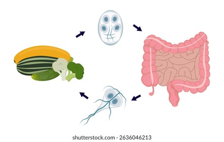 Giardia lifecycle showing contamination through ingestion of raw vegetables, then cyst, trophozoite and finally human intestine where giardia settles