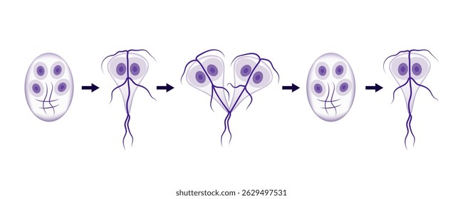 Ciclo de vida de Giardia que muestra las diferentes etapas del parásito, desde el quiste hasta el trofozoíto y su exciestación y encistación, una vista microscópica del protozoario responsable de la giardiasis