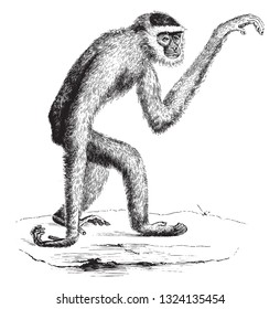 Gibbon ash, vintage engraved illustration. From Zoology Elements from Paul Gervais.
