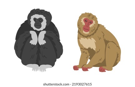 Gibbon and Macaque Monkey as Herbivorous Ape in Sitting Pose Vector Set