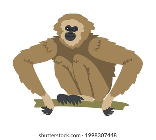 Gibbon Monkey as Arboreal Herbivorous Ape Sitting on Tree Branch Vector Illustration