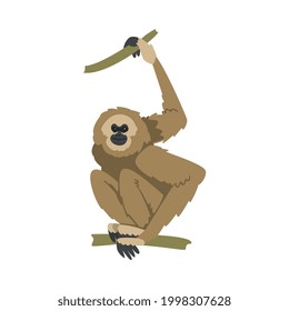 Gibbon Monkey as Arboreal Herbivorous Ape Sitting on Tree Branch Vector Illustration