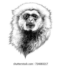 Gibbon monkey sketch vector graphics head monochrome black-and-white drawing