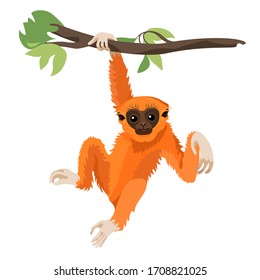 Gibbon Primate Mammal. Monkey In Wildlife. Vector