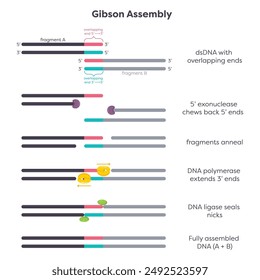 Gibson Assembly educational biology genome science graphic