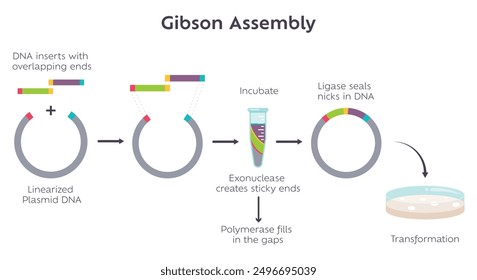 Gibson Assembly molecular cloning method diagram