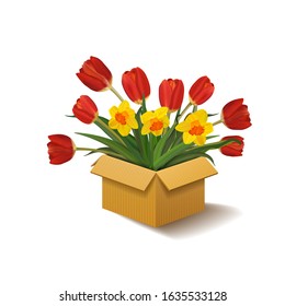 Gift box full of tulips and daffodils. Red and yellow flowers. Vector illustration