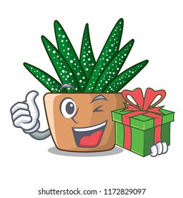 With gift cartoon zebra cactus blooming in garden