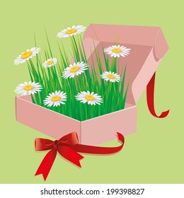 gift daisies in an open box, vector illustration