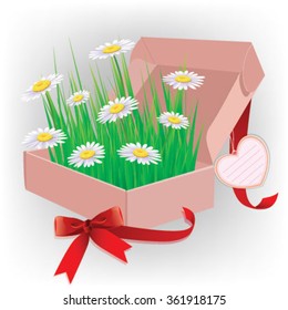 gift daisies in an open box, vector illustration