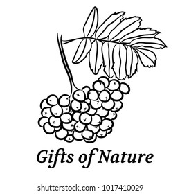 Gifts of nature vector illustration. Organic natural products label. Wild rowan berries and leaf.