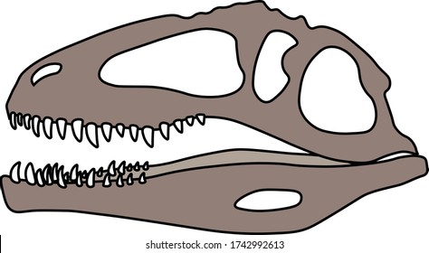 Giganotosaurus dinosaur skull with open mouth