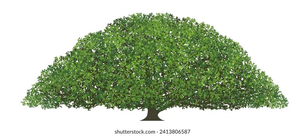 Gigantic Monkey Pod Tree Vector Flat Illustration Isolated On A White Background.