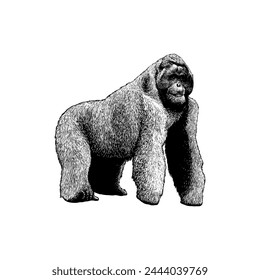 Gigantopithecus hand drawing vector isolated on white background.