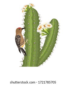 Gila Woodpecker Bird On Saguaro Cactus In Desert Wildlife. Vector