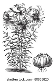 Gilded lily (Lilium auratum), vintage engraved illustration. Trousset encyclopedia (1886 - 1891).
