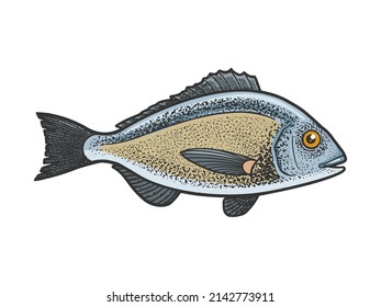 Gilt head bream dorada fish color sketch engraving vector illustration. T-shirt apparel print design. Scratch board imitation. Black and white hand drawn image.