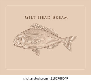 gilt head bream Illustration in engraving style,