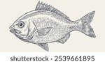 Gilt-head bream, fish, Dorado, seafood, sketch. Vintage retro print, seafood fish sketch, sea life, ink pencil style drawing engrave old school sketch, hand drawn. Sketch artwork fish. Illustration