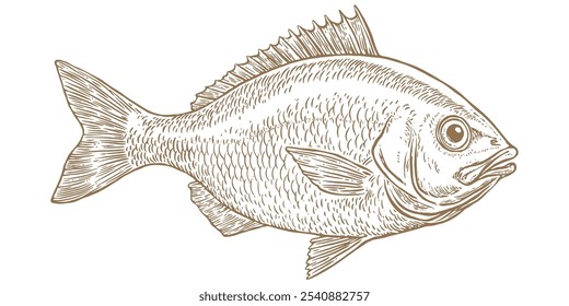 Dorada, pescado, Dorado, mariscos, croquis. Impresión retro de Antiguas, boceto de pescado de mariscos, vida marina, dibujo de estilo de lápiz de tinta grabado de la vieja escuela, dibujado a mano. Dibuja ilustraciones de peces. Ilustración