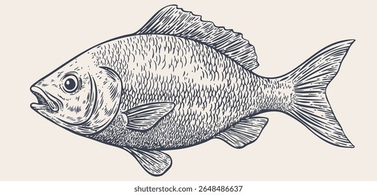 Gilt-head bream, fish, Dorado, seafood, sketch. Vintage retro print, seafood fish sketch, sea life, ink pencil style drawing engrave old school sketch, hand drawn. Sketch artwork fish. Illustration