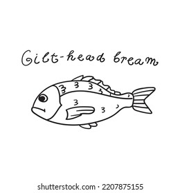 Gilt-head Bream. Fish. Hand Drawn Outline Illustration. 