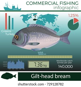 Gilt-head bream infographic, commercial fishing, vector illustration.