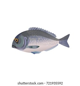 Gilt-head bream. Vector illustration isolation on the white background