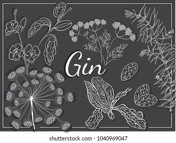 Gin Herbs Recipe Hand draw Angelica Iris Flowers Almond Coriandrun Juniper Composition in Dark tones 