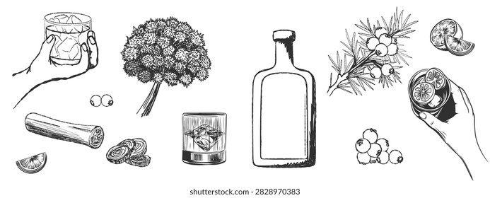 Gin set. Bottle, hand holding glass with ice and lime, juniper berries, angelica, orris root. Sketch vector illustration isolated on white background. Hand drawn gin bottle, glass and cocktail ingredients