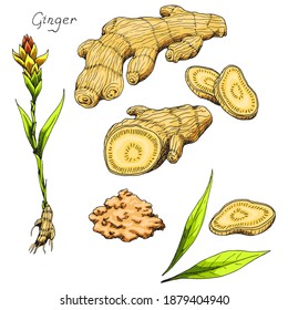 Ginger. Asian Chinese traditional medicine. Herb. Whole plant, cuted root, sliced pieces, dry powder, flower, leaves. Spicy condiment. Isolated clipart set on white background. Hand-drawn ink sketch.