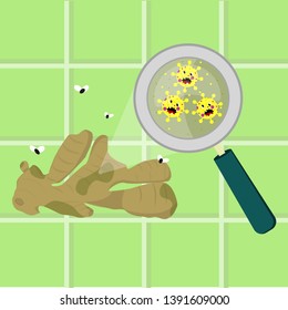 Ginger bulb contaminated with cartoon microbes. Microorganisms, virus and bacteria in the vegetable enlarged by a magnifying glass. Angry microbes cartoon.