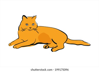 ginger cat