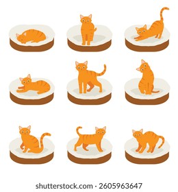 Ginger cat in his soft cozy bed cushion in different poses isolated on white background