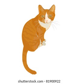 Ginger cat. Home favorite. Cat with character.