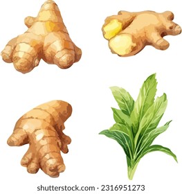 Ginger clipart, isolated vector illustration.