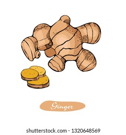 Ginger colorful hand drawn vector illustration.Detailed retro style sketch.Kitchen herbal spice and food ingredient.Root, ginger pieces .