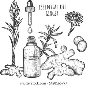 Ginger essential oil. Freehand drawing. Vector illustration