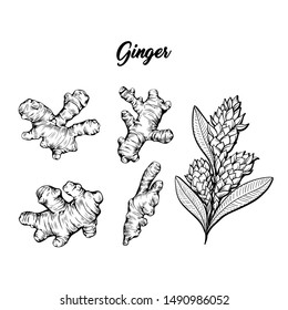 Ginger and flower blossoming plant spice set. Botanical vector illustration for posters or banner design