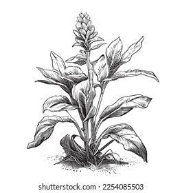 Ginger flower plant sketch hand drawn line art engraving Vector illustration.