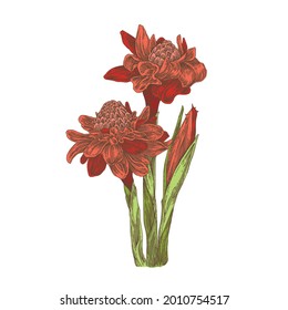 Ginger flower. Red torch. Color. Engraving style. Vector illustration.
