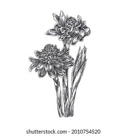 Ginger flower. Red torch. Sketch. Engraving style. Vector illustration.
