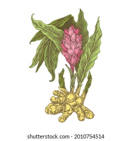 Ginger flower with root. Color. Engraving style. Vector illustration.