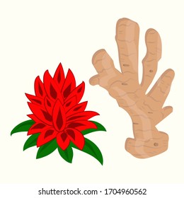 Ginger flower and root - isolated on white background - vector. Health care. Product for the immune system.