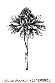 Boceto de flor de jengibre. Dibujo de la planta de especias. Hierbas y especias indias Ilustración vectorial dibujada a mano. NO se ha generado IA