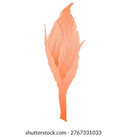 ginger flower. A tulip bud. Delicate pink coral petals. Vector stock illustration. Isolated on a white background.