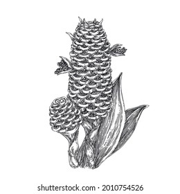 Ginger flower. Zingiber spectable. Engraving style. Vector illustration.