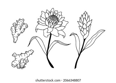 Ginger flowers, root. Vector stock illustration eps10. Isolate on white background, outline, hand drawing.