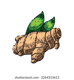ginger food hand drawn vector. root fresh, ingredient plant, spice vegetable, asian healthy, herb ginger food sketch. isolated color illustration