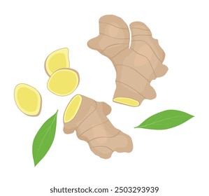 Ginger. Fresh ginger root with slices and leaf vector illustration.